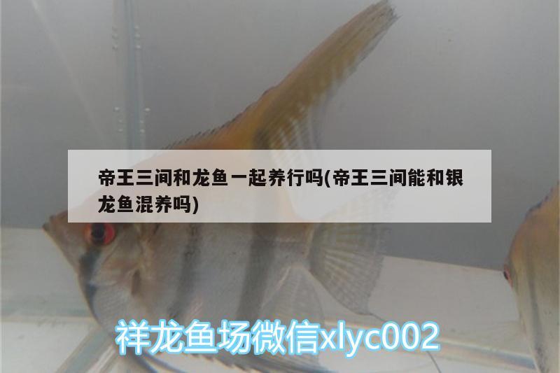 帝王三間和龍魚一起養(yǎng)行嗎(帝王三間能和銀龍魚混養(yǎng)嗎) 帝王三間魚