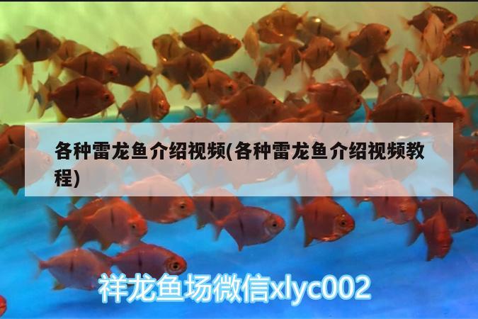 各種雷龍魚介紹視頻(各種雷龍魚介紹視頻教程) 印尼四紋虎