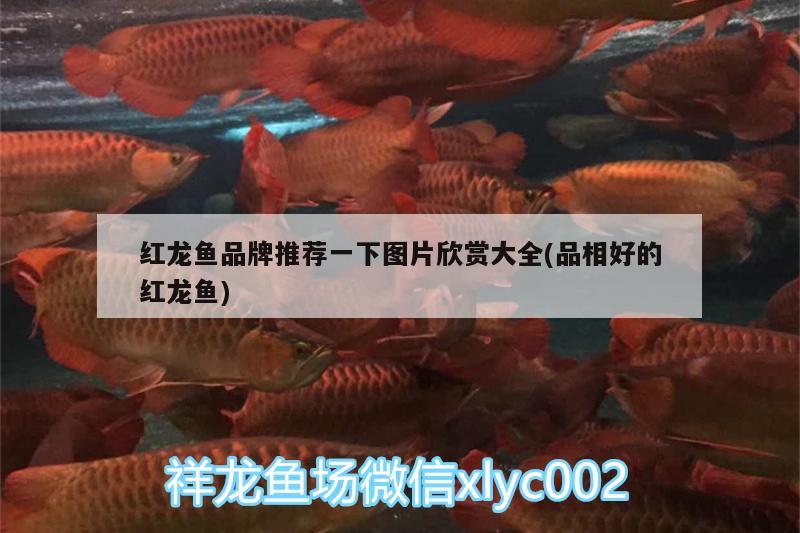 紅龍魚品牌推薦一下圖片欣賞大全(品相好的紅龍魚) 暹羅巨鯉