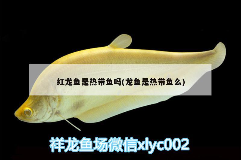 魚(yú)缸凈水用什么濾材比較好呢(魚(yú)缸凈水用什么濾材比較好呢) 溫控設(shè)備 第3張