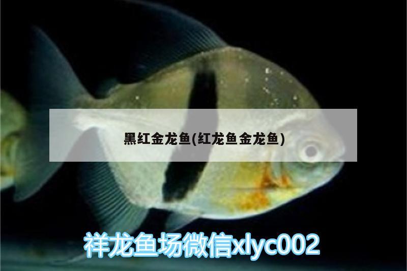 黑紅金龍魚(紅龍魚金龍魚) 黑金魟魚