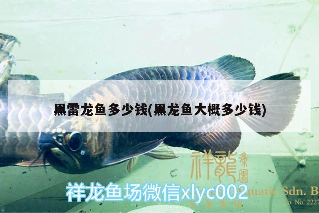 黑雷龍魚(yú)多少錢(黑龍魚(yú)大概多少錢)