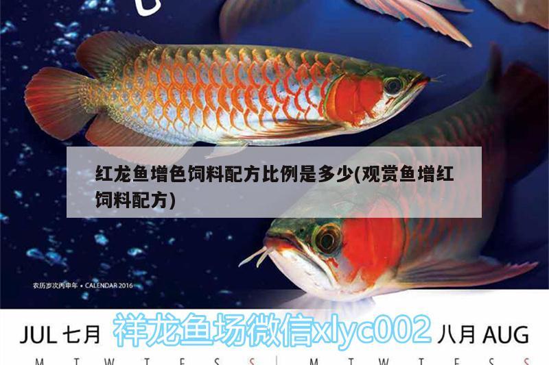 紅龍魚增色飼料配方比例是多少(觀賞魚增紅飼料配方) 女王大帆魚