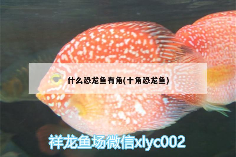 什么恐龍魚有角(十角恐龍魚) 銀河星鉆魚