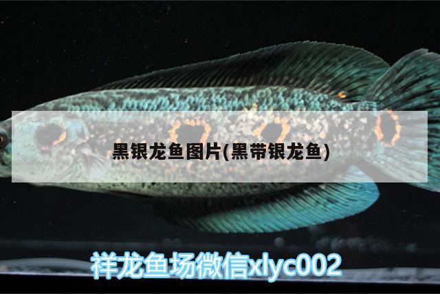 黑銀龍魚圖片(黑帶銀龍魚) 銀龍魚