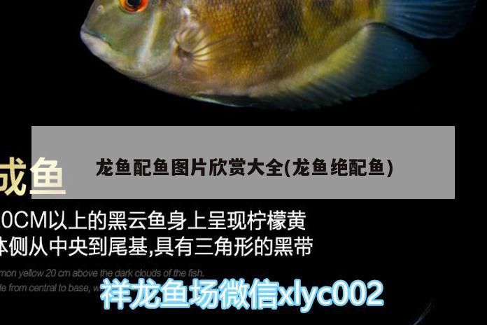 貴陽商貿(mào)城賣魚缸在幾號(hào)樓附近呢多少錢（使用面積80平裝修費(fèi)用及家具家電費(fèi)用） 女王大帆魚 第1張