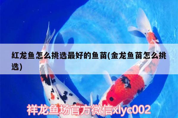 紅龍魚(yú)怎么挑選最好的魚(yú)苗(金龍魚(yú)苗怎么挑選)