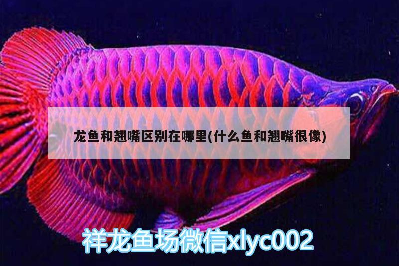 龍魚和翹嘴區(qū)別在哪里(什么魚和翹嘴很像)