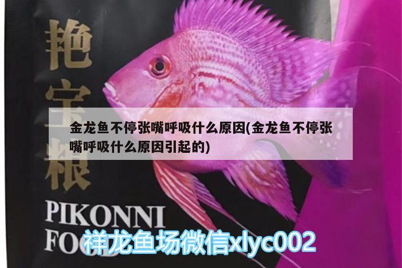 金龍魚不停張嘴呼吸什么原因(金龍魚不停張嘴呼吸什么原因引起的) 七紋巨鯉魚