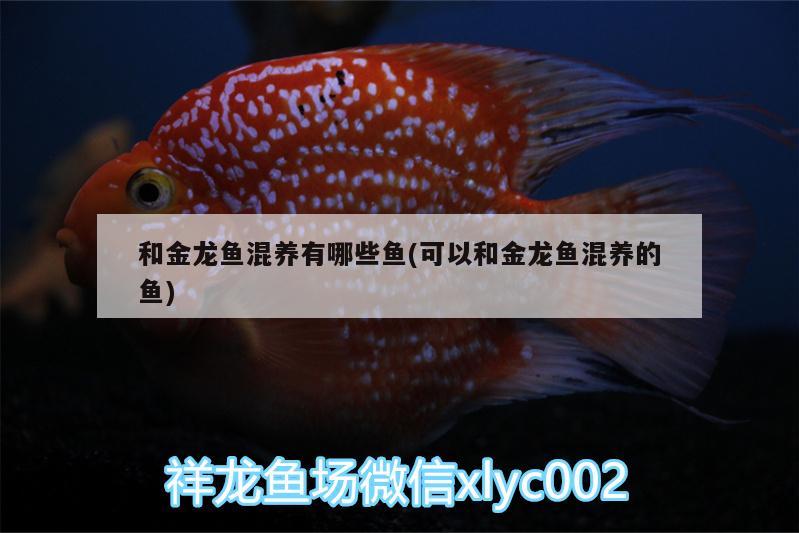 和金龍魚混養(yǎng)有哪些魚(可以和金龍魚混養(yǎng)的魚) 三色錦鯉魚