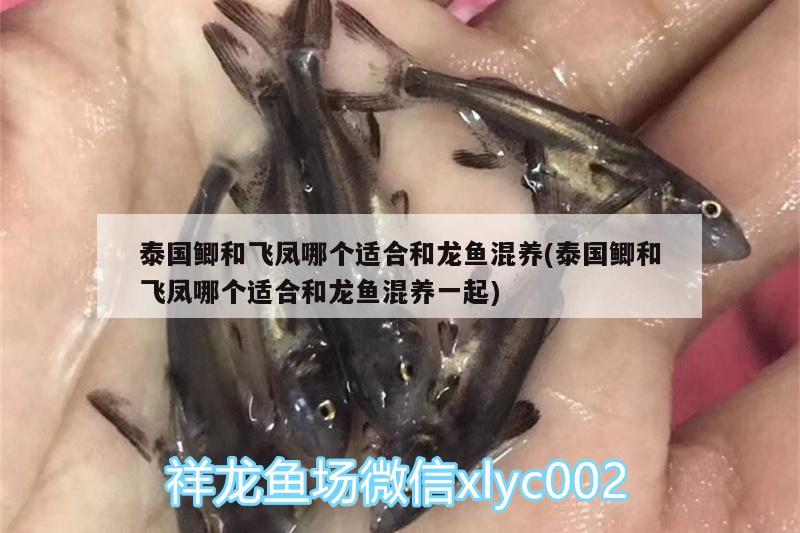 泰國鯽和飛鳳哪個適合和龍魚混養(yǎng)(泰國鯽和飛鳳哪個適合和龍魚混養(yǎng)一起) 野生埃及神仙魚