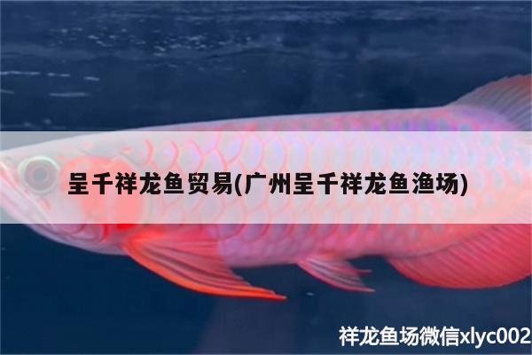 呈千祥龍魚貿(mào)易(廣州呈千祥龍魚漁場) 非洲金鼓魚