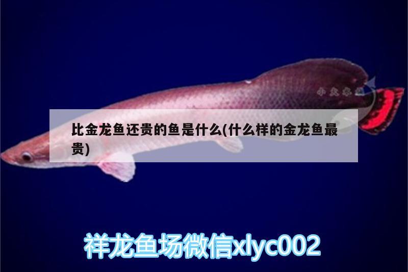 比金龍魚還貴的魚是什么(什么樣的金龍魚最貴) 金老虎魚