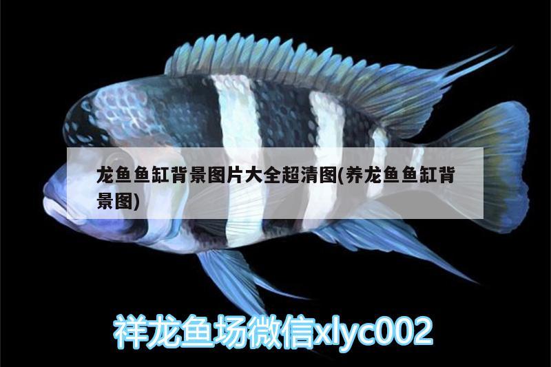 天津市有幾個(gè)花市，遼寧鞍山什么地方批發(fā)熱帶魚(yú) 養(yǎng)魚(yú)的好處 第3張