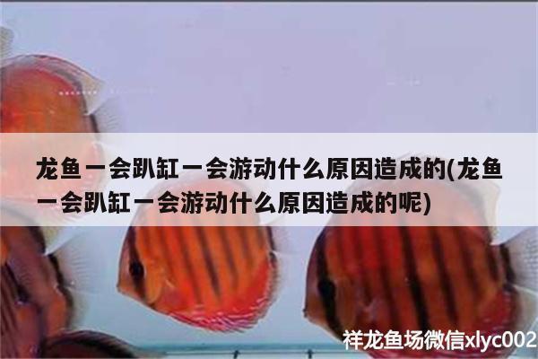 宣城觀賞魚:宣城哪里有花鳥魚蟲批發(fā)的