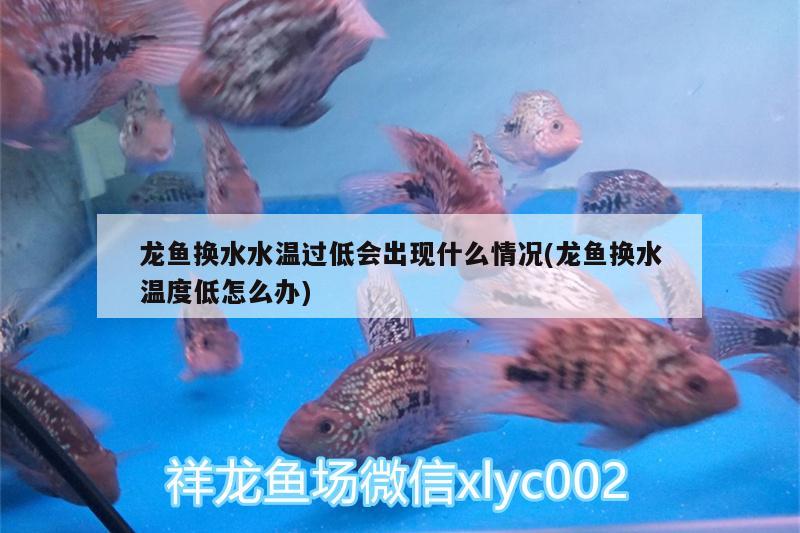 龍魚換水水溫過低會(huì)出現(xiàn)什么情況(龍魚換水溫度低怎么辦)