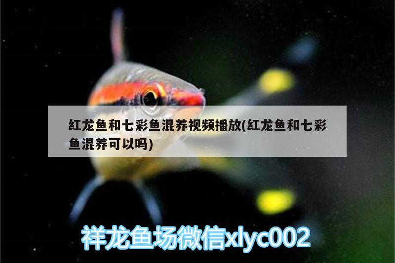 紅龍魚(yú)和七彩魚(yú)混養(yǎng)視頻播放(紅龍魚(yú)和七彩魚(yú)混養(yǎng)可以嗎)