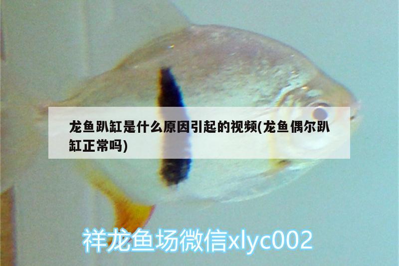 龍魚(yú)趴缸是什么原因引起的視頻(龍魚(yú)偶爾趴缸正常嗎)