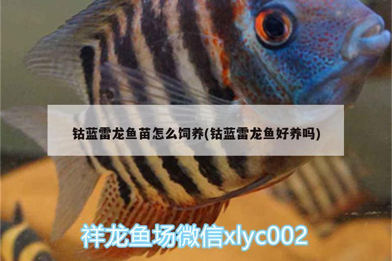 鈷藍(lán)雷龍魚苗怎么飼養(yǎng)(鈷藍(lán)雷龍魚好養(yǎng)嗎)