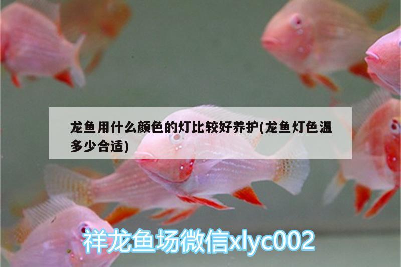 龍魚用什么顏色的燈比較好養(yǎng)護(hù)(龍魚燈色溫多少合適)