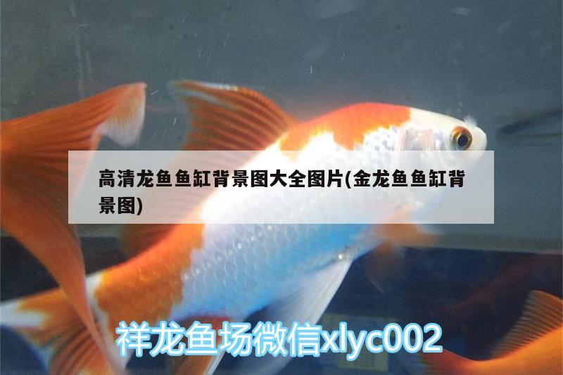 白化恐龍魚吃什么，白化鯊魚吃什么魚食，白化恐龍魚吃什么和白化鯊魚吃什么魚食對應的信息