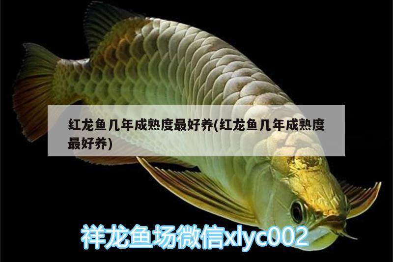 紅龍魚幾年成熟度最好養(yǎng)(紅龍魚幾年成熟度最好養(yǎng)) 養(yǎng)魚知識