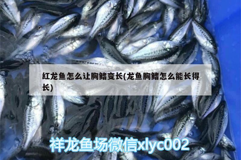 紅龍魚怎么讓胸鰭變長(龍魚胸鰭怎么能長得長)