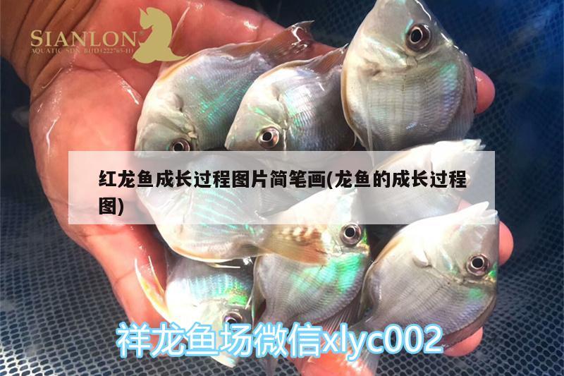 紅龍魚成長過程圖片簡(jiǎn)筆畫(龍魚的成長過程圖) 綠皮皇冠豹魚