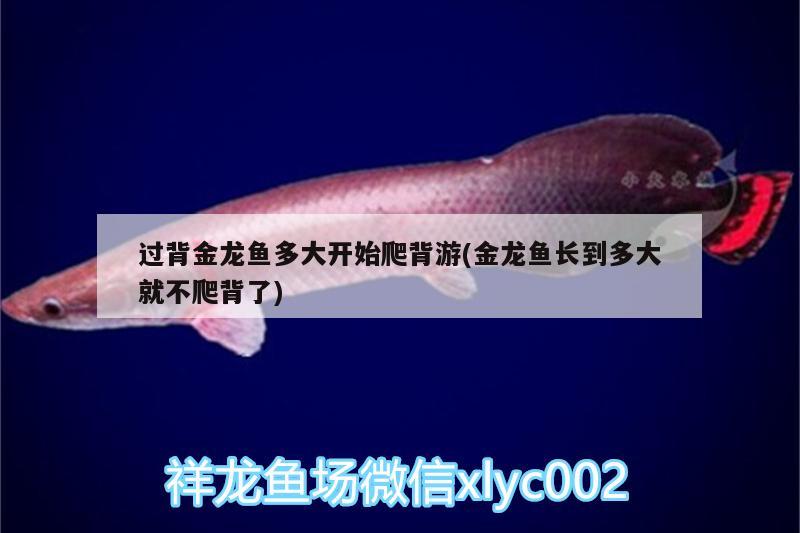 過背金龍魚多大開始爬背游(金龍魚長到多大就不爬背了)