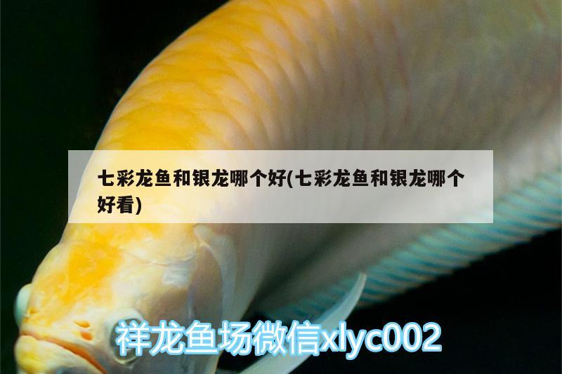 七彩龍魚和銀龍哪個好(七彩龍魚和銀龍哪個好看)