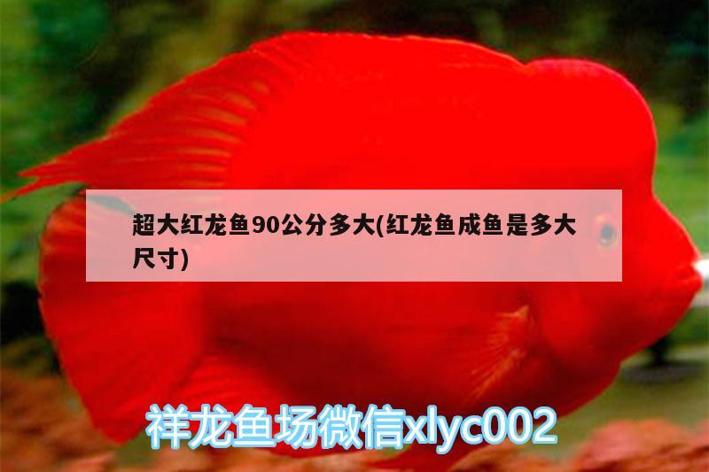 超大紅龍魚(yú)90公分多大(紅龍魚(yú)成魚(yú)是多大尺寸) 馬拉莫寶石魚(yú)苗