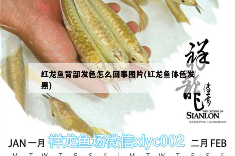 紅龍魚(yú)背部發(fā)色怎么回事圖片(紅龍魚(yú)體色發(fā)黑) 財(cái)神鸚鵡魚(yú)