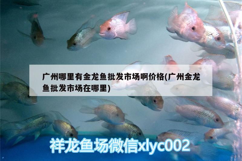 廣州哪里有金龍魚批發(fā)市場(chǎng)啊價(jià)格(廣州金龍魚批發(fā)市場(chǎng)在哪里) 龍魚批發(fā) 第2張