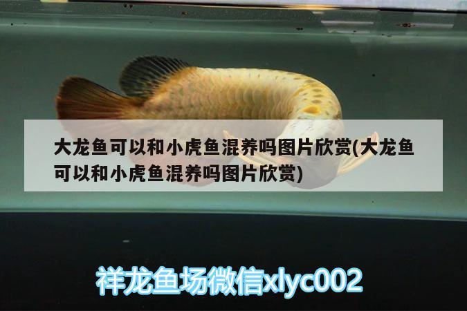 大龍魚可以和小虎魚混養(yǎng)嗎圖片欣賞(大龍魚可以和小虎魚混養(yǎng)嗎圖片欣賞) 虎魚百科