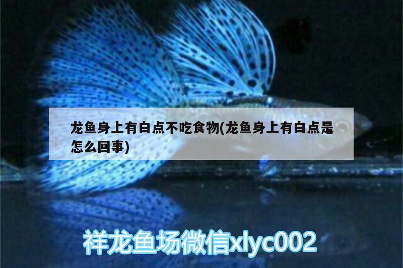 龍魚(yú)身上有白點(diǎn)不吃食物(龍魚(yú)身上有白點(diǎn)是怎么回事)