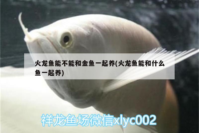 火龍魚能不能和金魚一起養(yǎng)(火龍魚能和什么魚一起養(yǎng)) 祥龍藍(lán)珀金龍魚