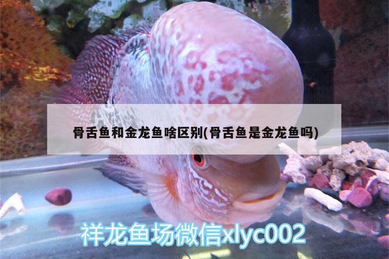 骨舌魚和金龍魚啥區(qū)別(骨舌魚是金龍魚嗎)