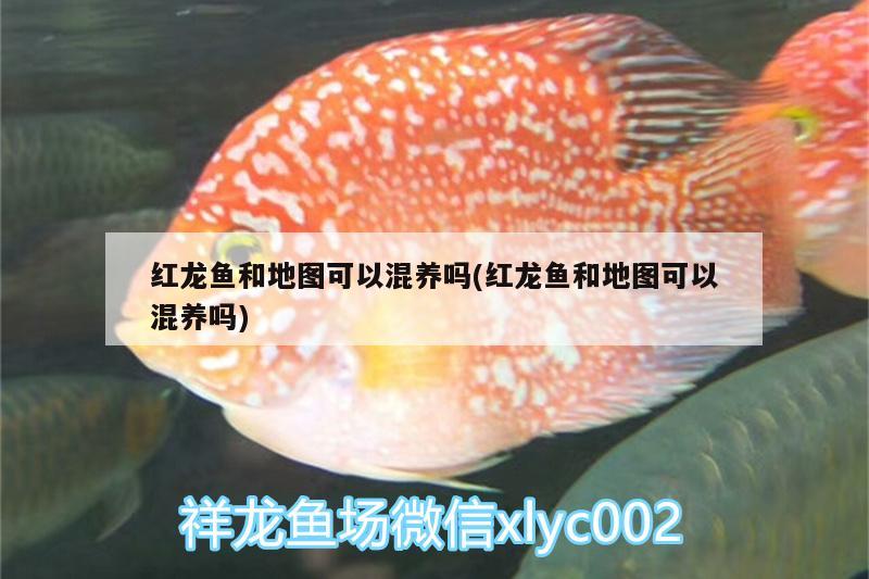 紅龍魚和地圖可以混養(yǎng)嗎(紅龍魚和地圖可以混養(yǎng)嗎)