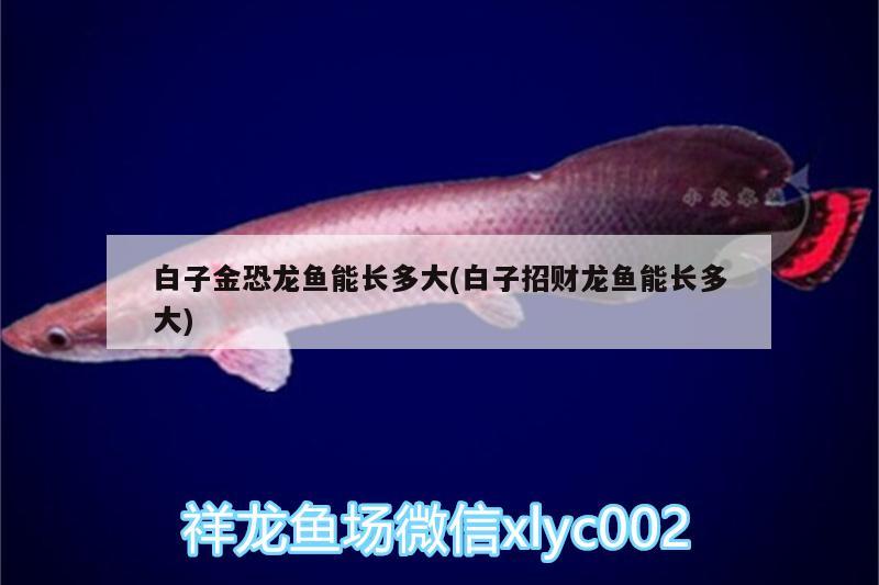 白子金恐龍魚能長多大(白子招財龍魚能長多大)