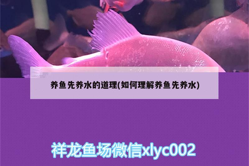 養(yǎng)魚先養(yǎng)水的道理(如何理解養(yǎng)魚先養(yǎng)水) 觀賞魚水族批發(fā)市場