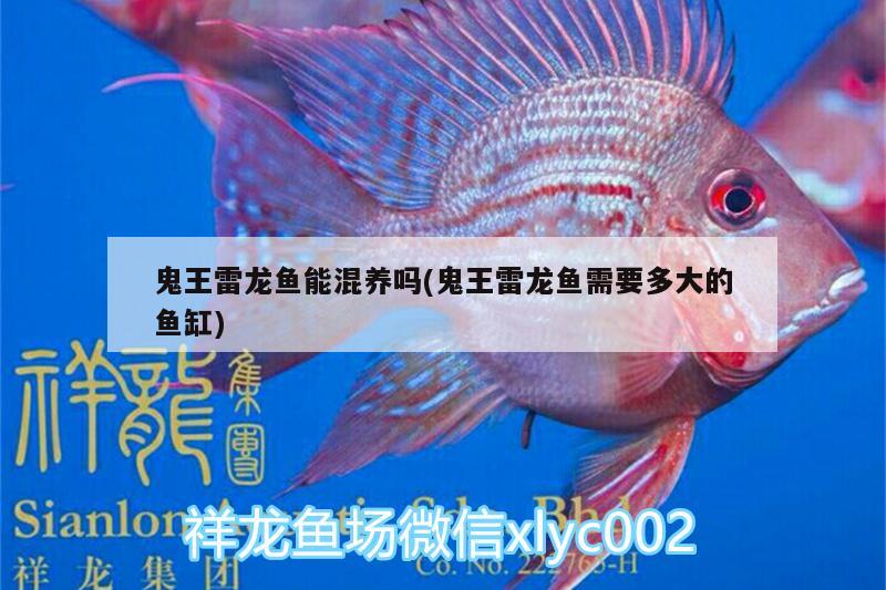 十大巨型觀賞魚品種（ 大型觀賞魚圖鑒） 成吉思汗鯊（球鯊）魚