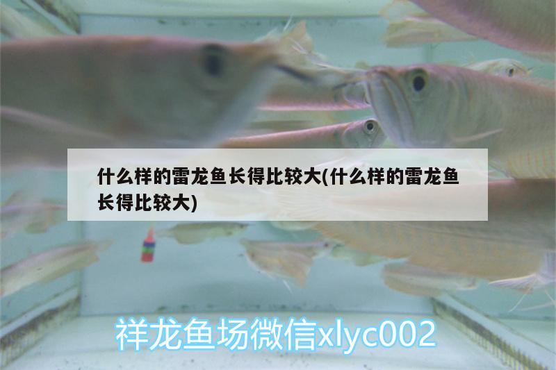 什么樣的雷龍魚長(zhǎng)得比較大(什么樣的雷龍魚長(zhǎng)得比較大) 馬拉莫寶石魚