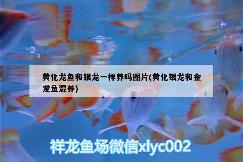 黃化龍魚和銀龍一樣養(yǎng)嗎圖片(黃化銀龍和金龍魚混養(yǎng)) 黃金達(dá)摩魚