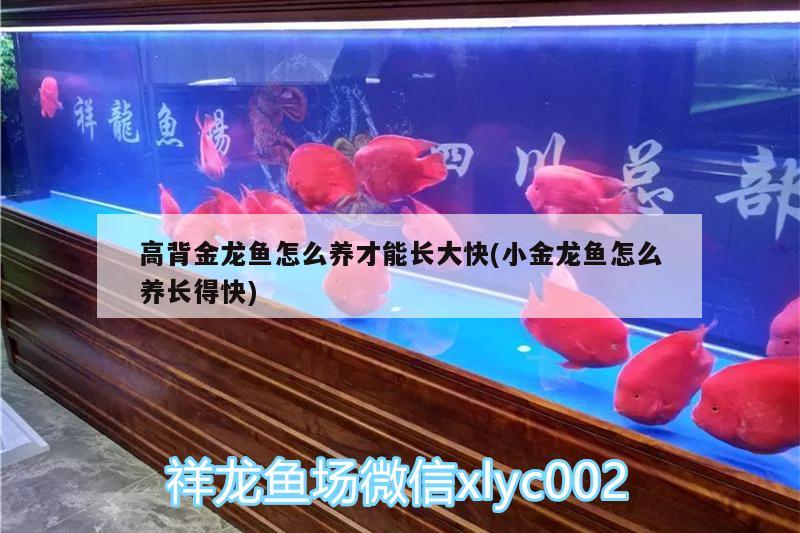 高背金龍魚怎么養(yǎng)才能長大快(小金龍魚怎么養(yǎng)長得快)