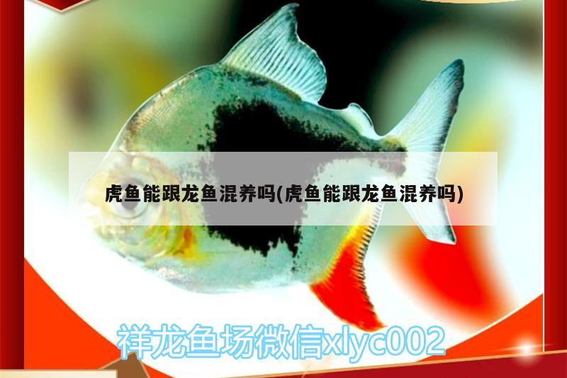 虎魚能跟龍魚混養(yǎng)嗎(虎魚能跟龍魚混養(yǎng)嗎)