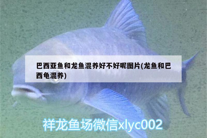 巴西亞魚和龍魚混養(yǎng)好不好呢圖片(龍魚和巴西龜混養(yǎng)) 烏龜