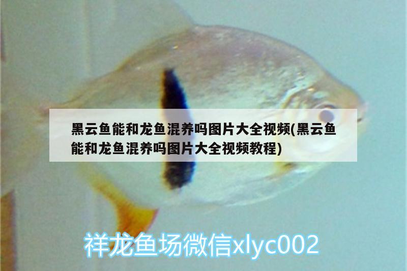 黑云魚能和龍魚混養(yǎng)嗎圖片大全視頻(黑云魚能和龍魚混養(yǎng)嗎圖片大全視頻教程) 黑云魚