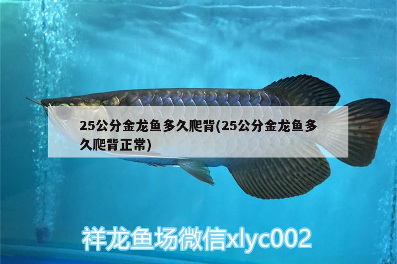 25公分金龍魚多久爬背(25公分金龍魚多久爬背正常) BD魟魚 第2張