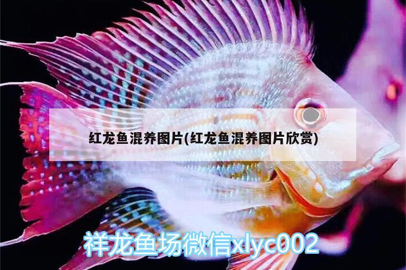 紅龍魚(yú)混養(yǎng)圖片(紅龍魚(yú)混養(yǎng)圖片欣賞)