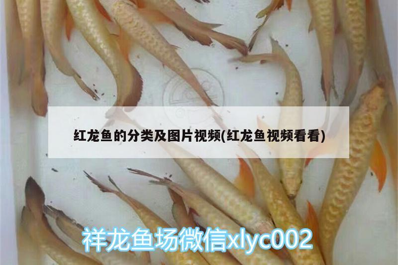 紅龍魚的分類及圖片視頻(紅龍魚視頻看看) 虎斑恐龍魚